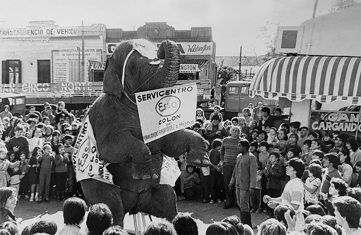 Elefante-colon1.jpg